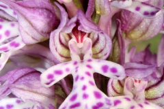 Orchis_tridentata_IMG_2243_LOHR