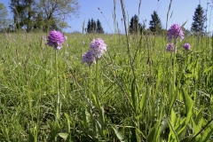 Orchis_tridentata_IMG_2416_2000_LOHR